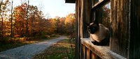 Cat sitting on wooden porch railing overlooking autumn forest path with colorful fall foliage and rustic cabin setting for cozy seasonal home decor.
