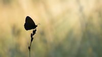 Dark butterfly silhouette perched on delicate plant stem against soft golden bokeh background creating peaceful nature scene for meditation and mindfulness content.