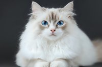 White ragdoll cat with striking blue eyes and pointed coloring on dark background, close up portrait of purebred feline showing characteristic facial features.