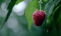Fresh ripe red raspberry hanging on branch with green leaves and soft bokeh background, macro food photography showing natural organic produce.