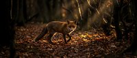 Deer walking through dark forest with golden sunlight filtering through trees and autumn leaves on ground.