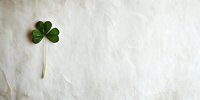 Fresh green clover leaf on textured light beige background with copy space, minimalist nature composition for St Patrick's Day celebration.