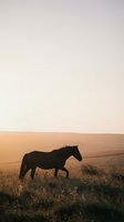 Wild horse silhouette grazing in golden sunset field with warm atmospheric lighting and peaceful countryside landscape scenery.