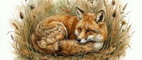 Red fox resting in tall autumn grass nest, wildlife animal illustration on white background isolated for nature design projects.
