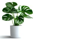 Monstera deliciosa plant with large green split leaves in white ceramic pot against white background, isolated minimalist composition for modern interior decor.