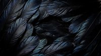Dark iridescent feathers with blue and purple metallic sheen creating abstract natural texture pattern for luxury design backgrounds and artistic projects.