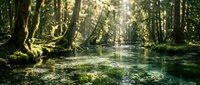 Serene forest stream flows through dense woodland with sunlight filtering through canopy, creating peaceful natural landscape for environmental and nature-themed projects.