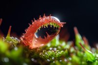 Carnivorous Venus flytrap plant showing detailed macro view of red spiky trap with teeth against dark background, surrounded by fresh green leaves.