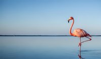 Pink flamingo standing gracefully in calm blue water with clear sky background, tropical bird wildlife nature scene for summer vacation concepts.