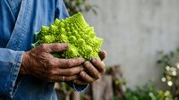 Senior male farmer with weathered hands holding fresh green romanesco broccoli, showcasing organic produce harvest and sustainable agriculture practices.