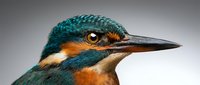 Close-up portrait of common kingfisher with vibrant blue and orange plumage showing detailed feathers and sharp beak for wildlife photography projects.