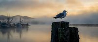 Seagull perched on weathered wooden post at misty harbor during golden hour sunrise with fishing boats silhouetted in calm water background.