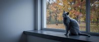Gray Russian Blue cat sitting on a windowsill, gazing at colorful autumn trees outside, cozy indoor scene with falling leaves.