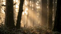 Sunlight streaming through misty forest with golden rays illuminating tree trunks and ground creating atmospheric woodland scene for nature backgrounds.