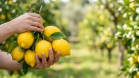 Farmer hand holding fresh yellow lemons picked from orchard tree, agricultural harvest and organic citrus fruit production for food and beverage industry.