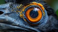 Close-up macro shot of vibrant orange reptile eye with intricate scales and detailed iris patterns. Wildlife photography showcasing natural textures and colors.