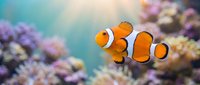 Clownfish swimming among colorful coral reef with blurred background, suitable for marine life, aquarium, and nature documentary projects.