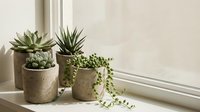 Succulent plants in textured ceramic pots arranged on windowsill with natural sunlight creating peaceful indoor garden atmosphere for home decor.