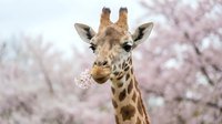 Giraffe with spotted coat eating pink blossoms from tree branches in spring garden setting. Wildlife animal portrait for nature and seasonal themes.