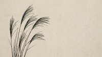 Dried pampas grass stems with feathery plumes arranged against neutral beige background, suitable for home decor, botanical designs, and minimalist interior styling projects.