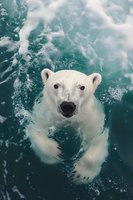 Polar bear swimming in turquoise Arctic waters with white foam and bubbles around its head and paws looking directly at camera from above.