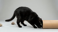 Black cat sniffing cardboard tube on white background, isolated pet animal ready for design projects and commercial use.
