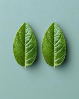 Two symmetrical green leaves with prominent veins arranged on mint-colored background. Minimalist botanical composition showing natural patterns and textures.