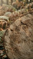 Cross-section of weathered tree trunk showing natural wood grain patterns and annual rings in autumn forest setting for organic design projects.