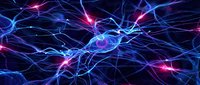Neural network connections with electric impulses and synaptic activity in brain tissue for medical education and neuroscience research applications.