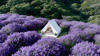 Luxury glamping tent surrounded by blooming purple lavender fields in scenic mountain landscape for outdoor adventure and eco-tourism experiences.