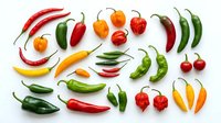 Colorful assortment of fresh hot chili peppers in red, green, orange and yellow varieties arranged on white background for culinary and cooking designs.