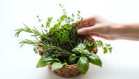 Hand reaching for fresh green herbs in wicker basket including parsley, rosemary and sage for cooking and culinary use on white background.