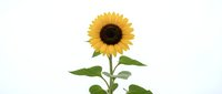 Bright yellow sunflower with dark center and green stem isolated on white background, ready for design projects, web graphics, and botanical illustrations.