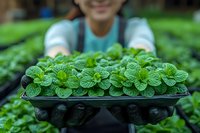 Young Asian female farmer holding fresh organic mint plants in greenhouse nursery tray, sustainable agriculture and local farming concept.
