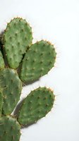 Green prickly pear cactus with heart-shaped pads and golden spines on white background for botanical design and home decor projects.