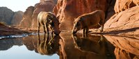 Two elephants drinking water from desert pool with perfect reflections in red rock canyon landscape during golden hour sunset light.