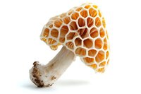 Fresh morel mushroom with distinctive honeycomb cap and white stem isolated on white background for culinary, gourmet cooking, and food photography.