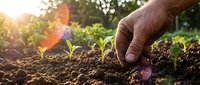 Hand planting seedlings in rich soil with warm sunlight creating natural lens flare. Sustainable agriculture and organic farming concept for environmental growth.