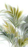 Delicate palm leaves in soft yellow-green tones against white background create ethereal botanical composition. Suitable for modern interior decor and wellness designs.
