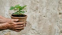 Person with wrinkled hands holding small potted seedling plant against weathered concrete wall background, symbolizing growth, care, and environmental responsibility for gardening and sustainability concepts.