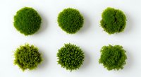 Six vibrant green moss balls arranged in rows on white background, natural organic texture for eco-friendly design projects and botanical decor.