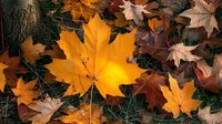 Vibrant yellow maple leaf stands out among fallen autumn foliage on forest floor, creating seasonal contrast in warm orange and brown tones.