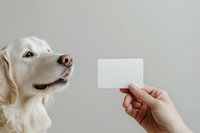 White dog looking up at blank business card held by person's hand against neutral background, suitable for pet services, veterinary clinics, dog training, and pet care branding.