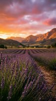 Lavender field at sunset with dramatic colorful sky and mountain landscape. Purple flowers in foreground with golden hour lighting creating peaceful rural scene.