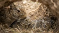 Wild rabbit mother with newborn babies in natural nest burrow surrounded by dried grass and earth for wildlife photography and nature education.