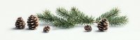 Pine branch with scattered brown pinecones on white background, natural winter holiday decoration element isolated for creative design projects.