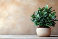 Green leafy houseplant with thick oval leaves in round ceramic pot against textured beige wall background on wooden shelf, minimalist home decor setting.