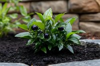 Young pepper plant with dark purple fruits growing in rich soil, organic vegetable gardening and sustainable farming concept for healthy homegrown produce.
