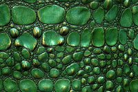 Macro shot of emerald green crocodile skin texture showing detailed scales, ridges and natural leather pattern. Suitable for luxury fashion and exotic design projects.