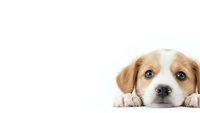 Adorable puppy with brown and white fur lying down with paws forward on white background, isolated for design use in pet care marketing materials.